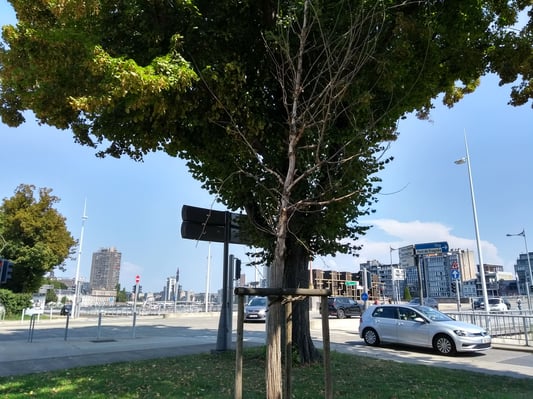 Contraste entre un vieil arbre et un jeune plan mort au carrefour de pont Albert Iier et du boulevard Frère-Orban